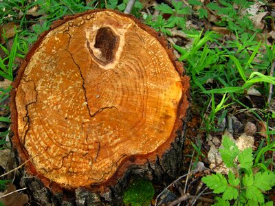 Tree stump rings photo