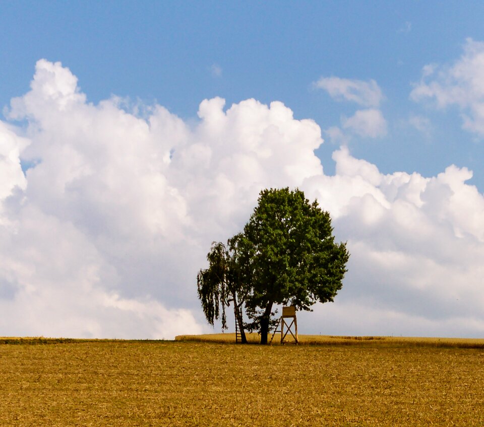Landscape green summer