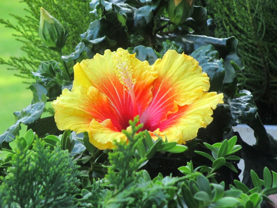 Bloom yellow orange