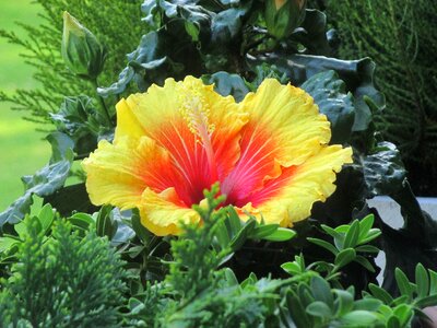 Bloom yellow orange