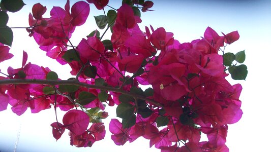 Nature plant flowers