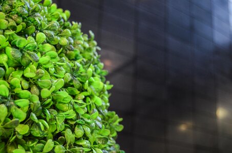 Plant dashing