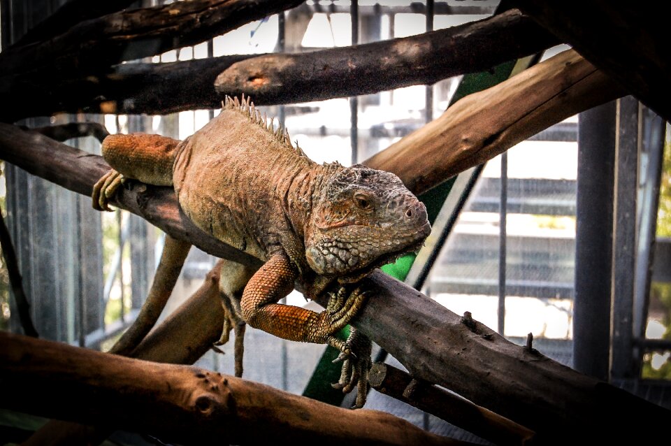 Animal zoo