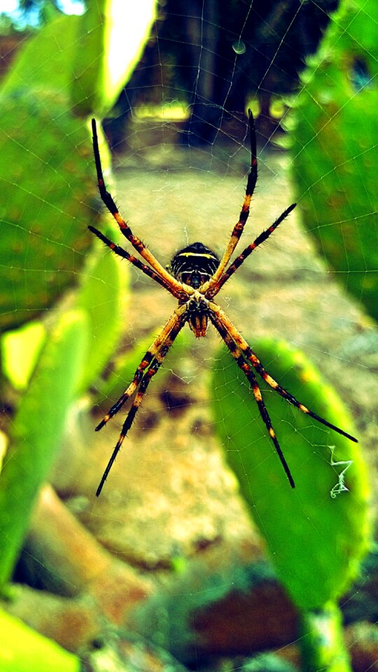 Nature arachnid web