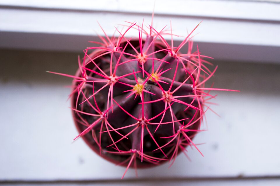 Plant beauty color