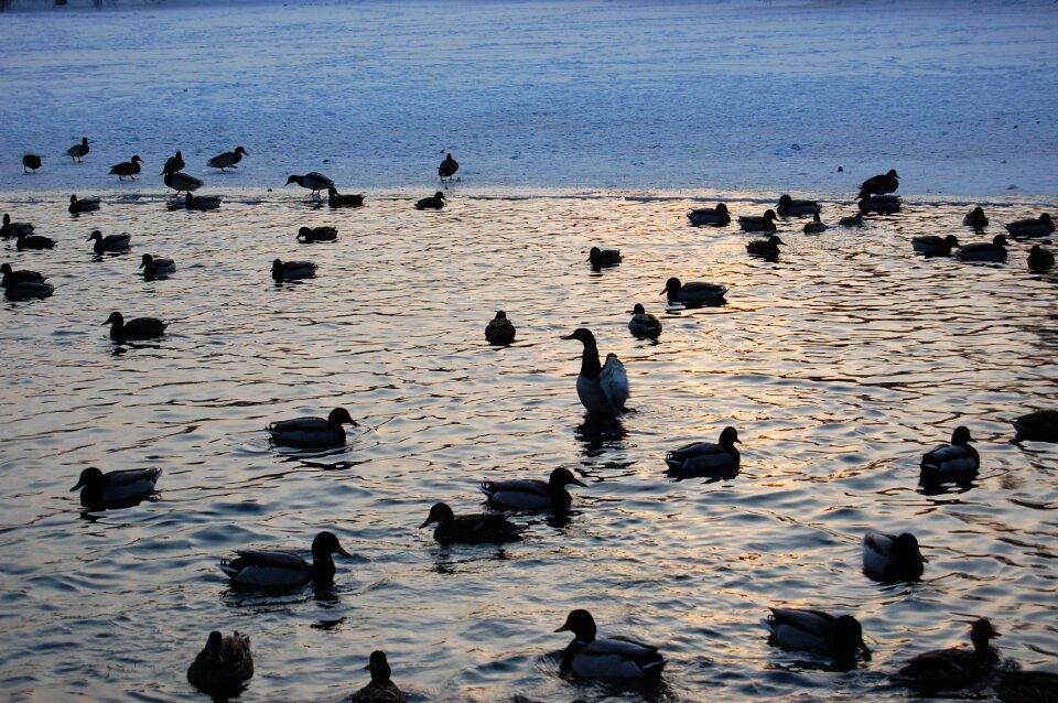 Animals bird duck