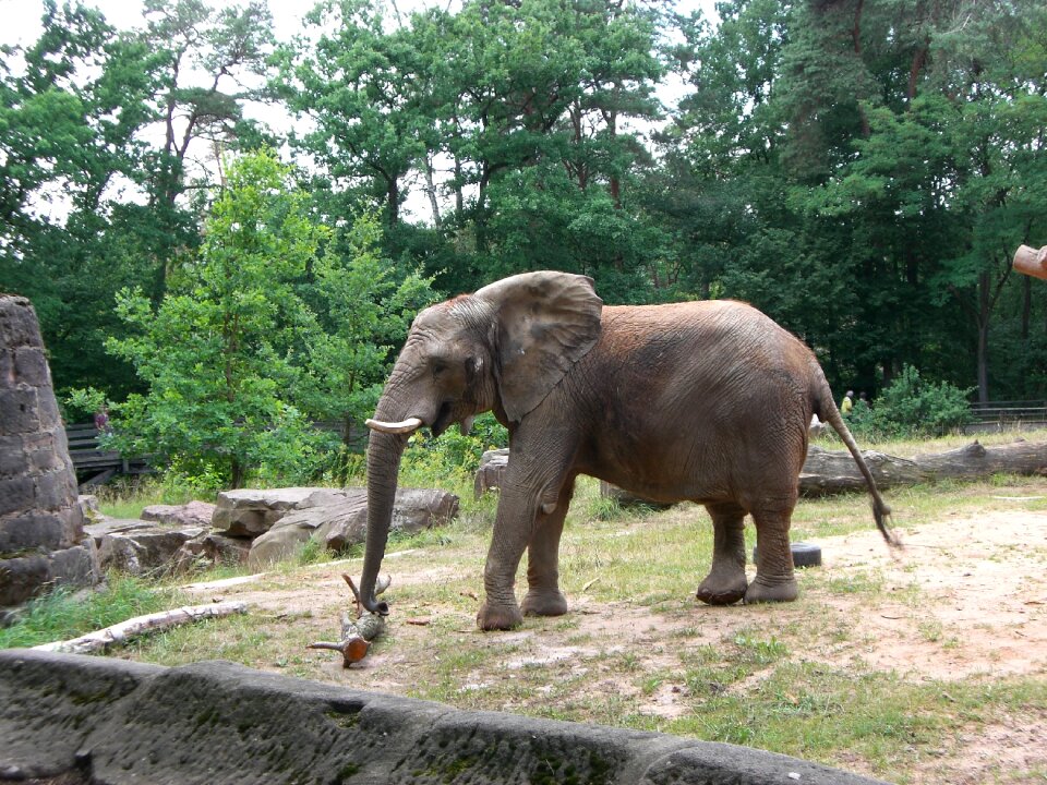 Nature pachyderm close up