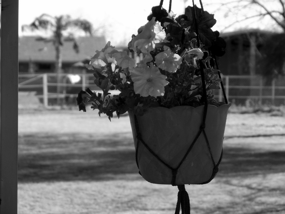 Flowerpot patio bloom photo