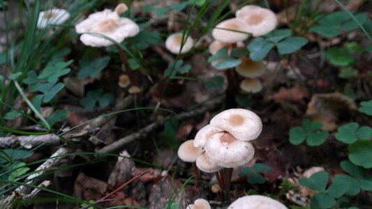 Nature forest autumn