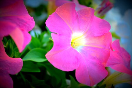 Garden flower summer