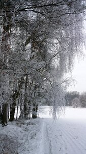 Ice trees snowy photo