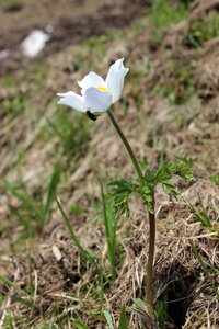 Pasque flower alpine meadow fly