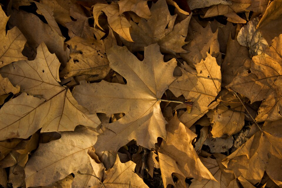 Season color leaves