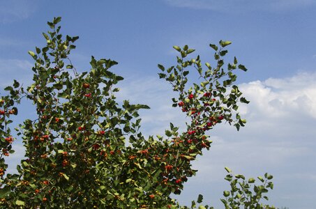 Tree leaves ripe