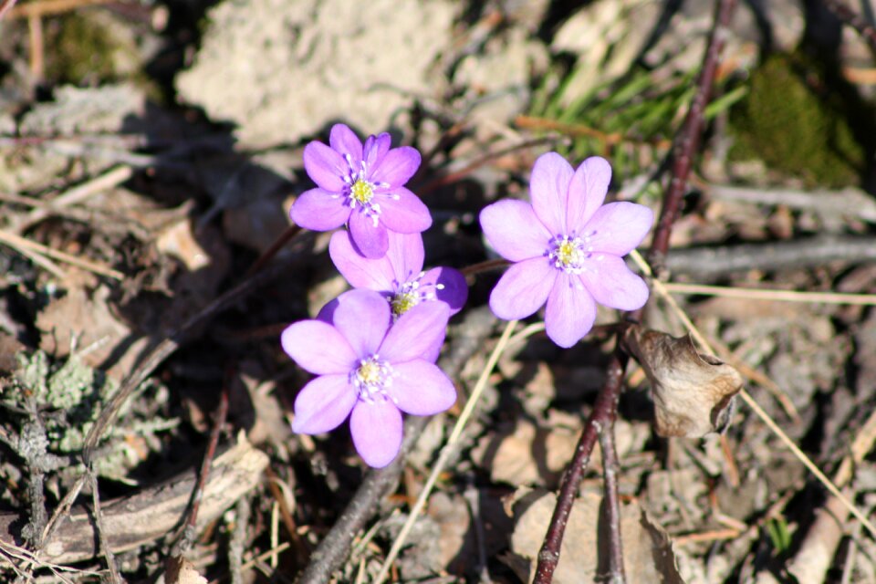 Flower spring spring plant