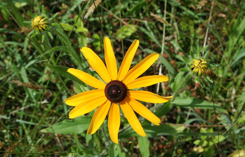 Plant natural blossom