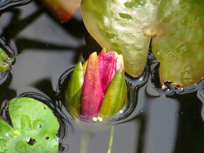 Pond bud aquatic plant
