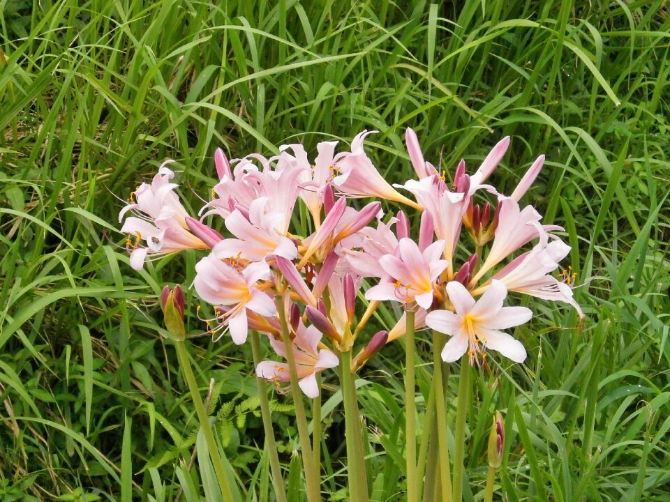 Amaryllidaceae pink flower summer flowers