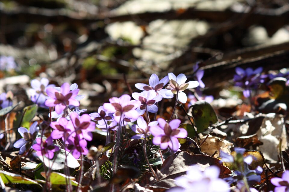 Flower spring spring plant