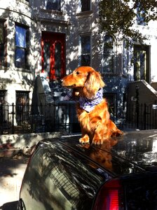 Tekel dog basset