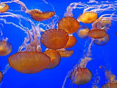 Invertebrates ocean water