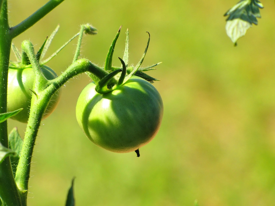 Green natural organic