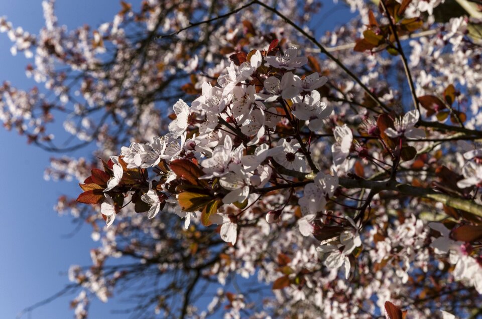 Cherry condroz flowers