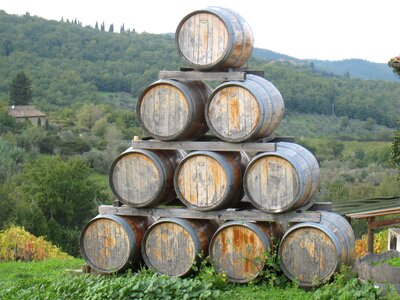 Agriculture grape farm photo