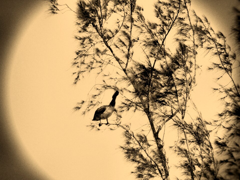 Nature sepia goose
