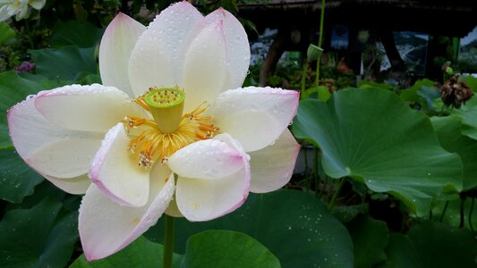 Lotus fair rainy day