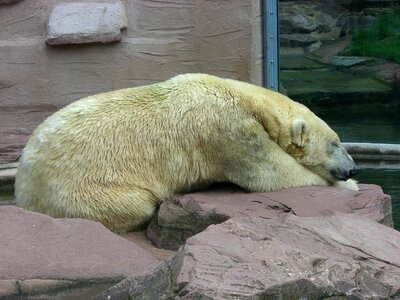 Animal white fur photo