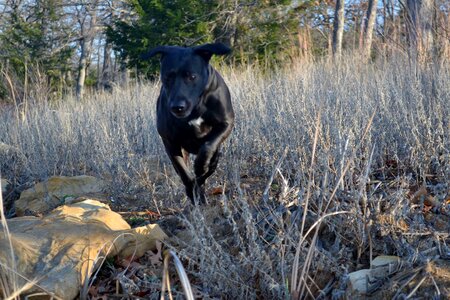 Retriever dog pet photo