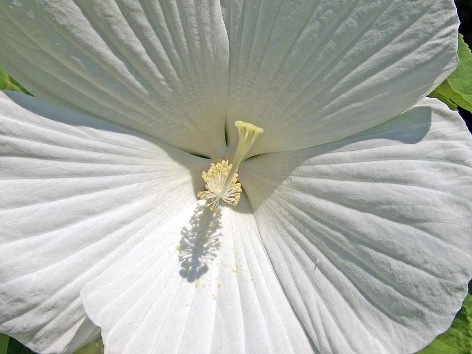 Floral plant leaf