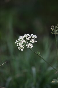 Keck queen anne's lace white