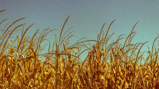 Cornfield grain cereals photo