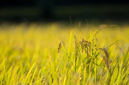Rice abundance autumn