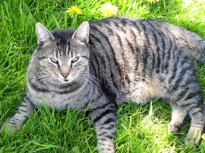 Domestic cat mieze animal