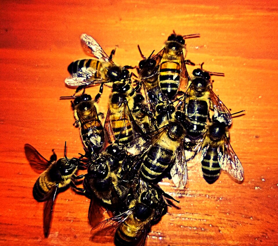 Bees animals insects
