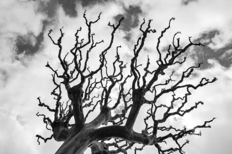 Angers silhouette tree