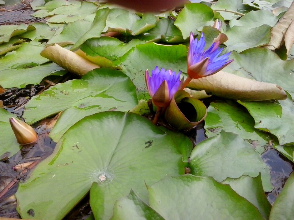 Green plant flower
