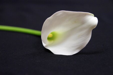 Calla lily bloom photo