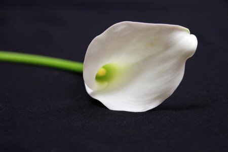 Calla lily bloom