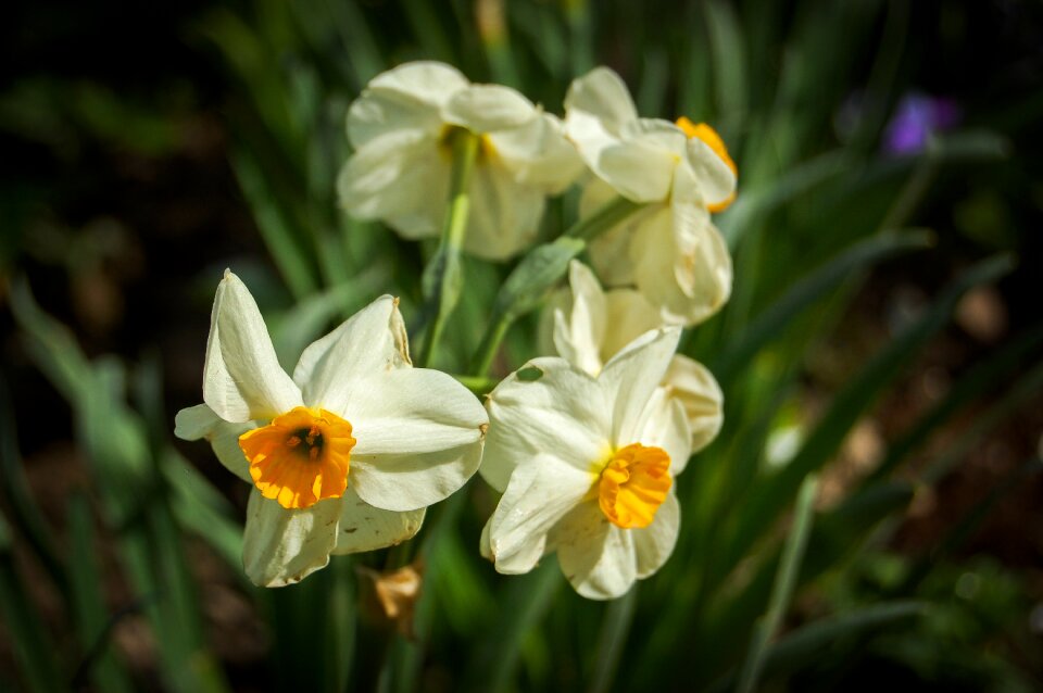 Blooming flowers plant