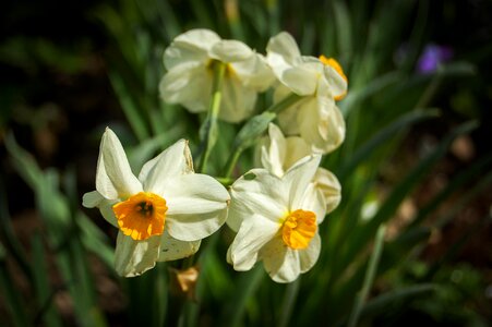 Blooming flowers plant