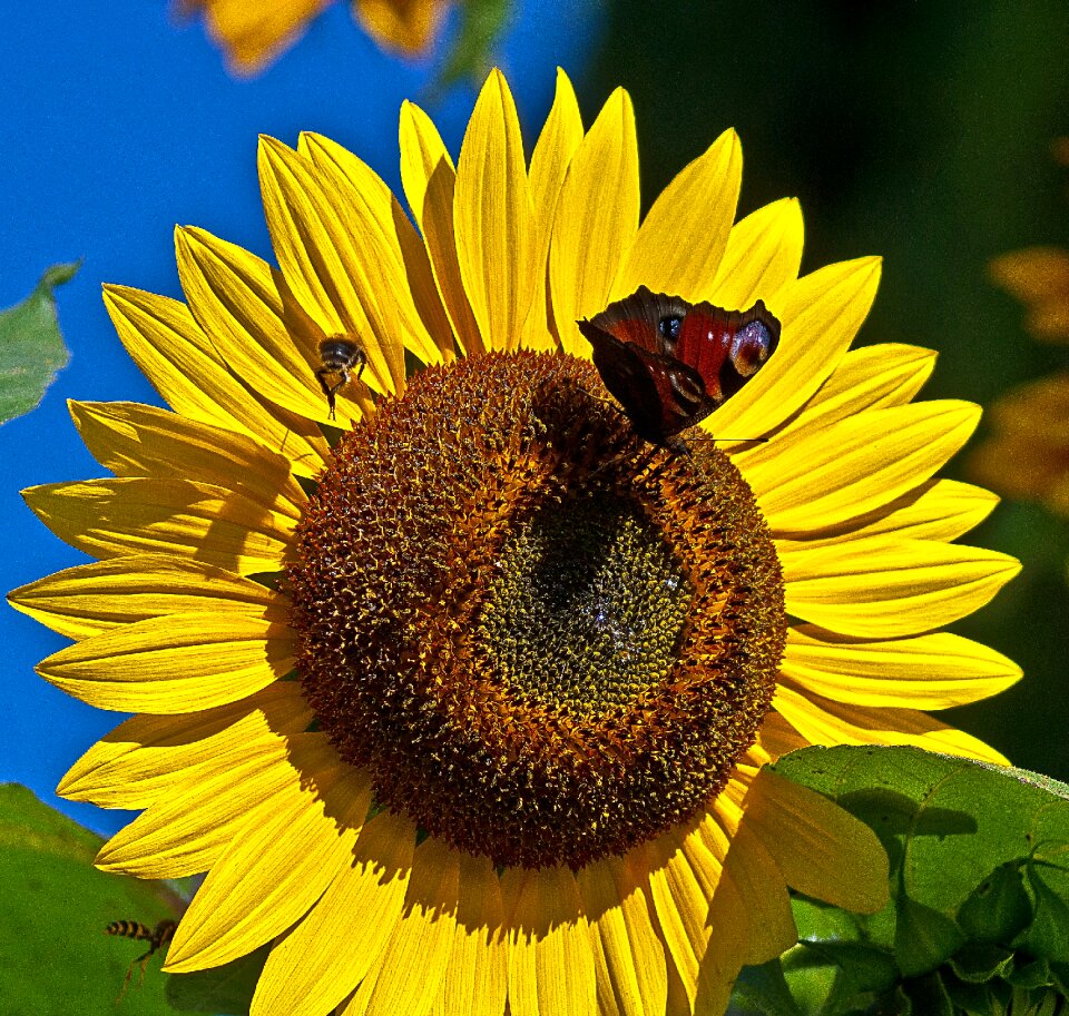Painted peacock bee osa