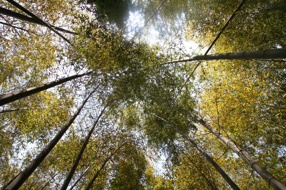 Bamboo forest nature plants