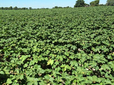 Textile cultivated farming