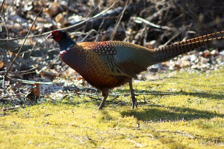 Pheasant bird game