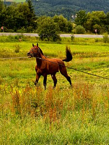 Pony tail bridle photo
