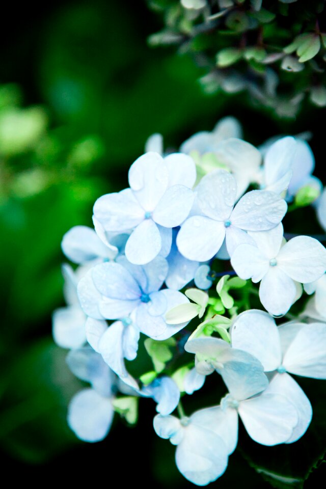 Flowers himalaya blank page